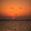 dalia.mohamed40