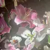 wilwin0606