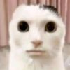 iyunnj
