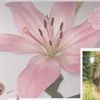 blossoms794