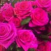fleur rouge