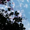 arzendi_
