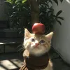 kittyy0v0