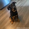sammy.the.rottweil