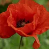 soniacoquelicot8