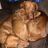 mavnmilothevizslas