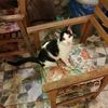 just_a_creole_cat