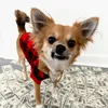 biggiethechihuahua