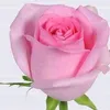 user9681626672824