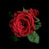 don_ani_