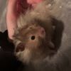 coconutsden