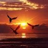 sanad69670