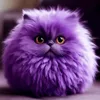 swcuki4