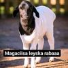 ibraahindaauud3