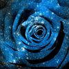 bluerose8552