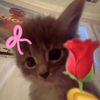 baimim.im