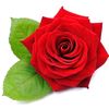 roza38589