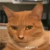 topcat0101