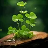 phong.luu6