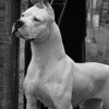 philanselmo11