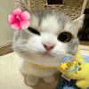 sall_maa0411