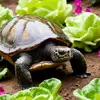 turtle_enjoyer__