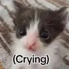 absolutelyferal19