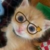 mizuchellie
