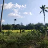nelygenr