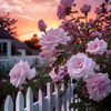ghada.shaban54