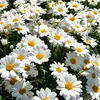 _carla_675