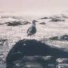 lmorb
