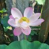cherryblosom548