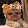 manshaa.here