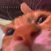 hidu_the_cat