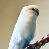 greenparrot45