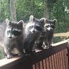 raccoonrefuge