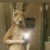 david_almea