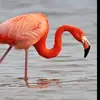 french_flamingo