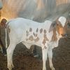 leo.chivo