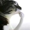 nash_8793