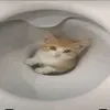 notrrray