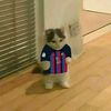 kayysipalingcules10