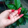 nirmalpramanik24