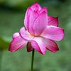 aqsa_zain_10