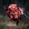 afush_