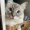 diuna.die.katze