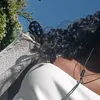 div_nissa