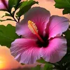 flower90329