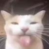 sillycatenjoyer01